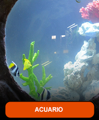 Acuario